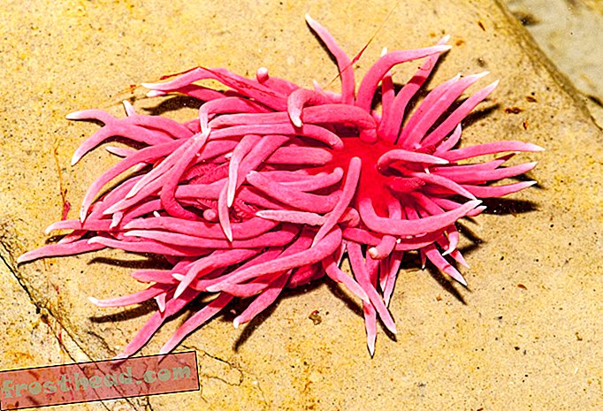 ¿Qué está causando la floración de la babosa de mar rosa brillante de California?