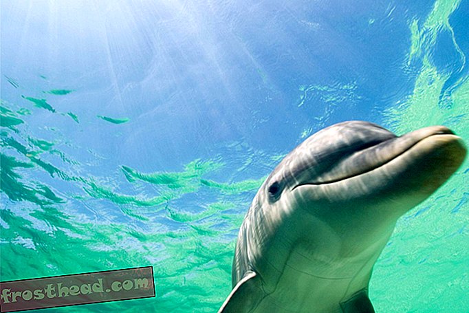 Ένα δελφίνι Albino εντοπίστηκε έξω από την ακτή της Φλώριδας