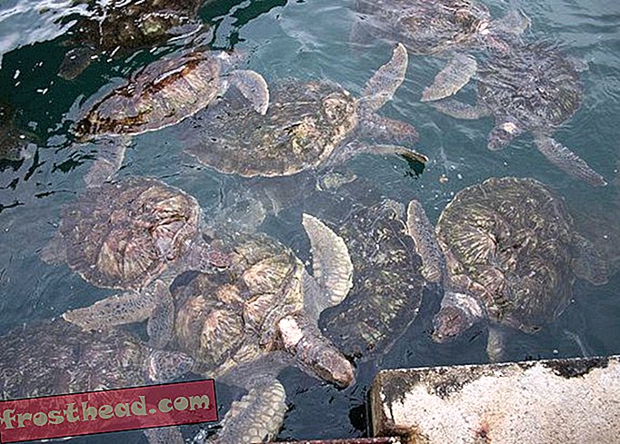 notizie intelligenti, notizie intelligenti - Le tartarughe marine prigioniere estraggono la loro vendetta facendo ammalare i turisti
