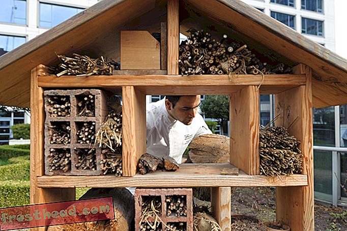 Vergessen Sie den Bienenstock, jetzt können Wildbienen in diese schicken Hotels einchecken