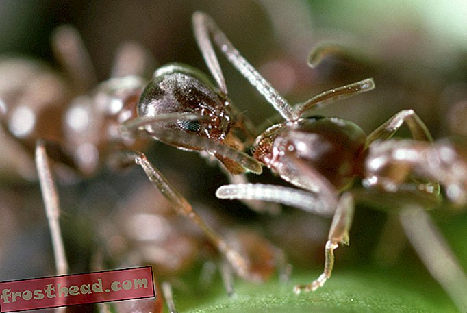 स्मार्ट समाचार, स्मार्ट समाचार विज्ञान - इनवेसिव चींटियों को एक लक्षित वायरस के साथ वापस किया जा सकता है