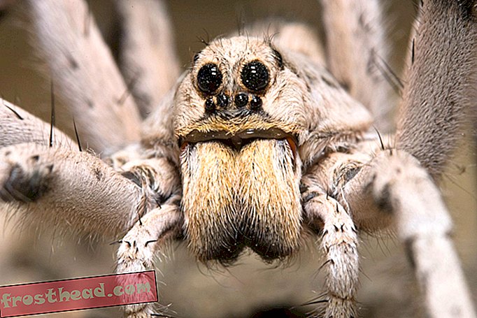noticias inteligentes, ciencia de noticias inteligentes - Las arañas lobo usan seda para coquetear