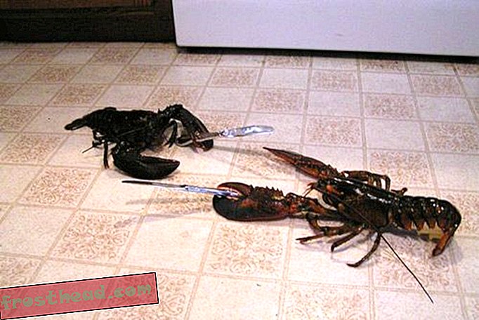 Lobster Memiliki Cincin yang Mengungkap Usia, Seperti Pohon