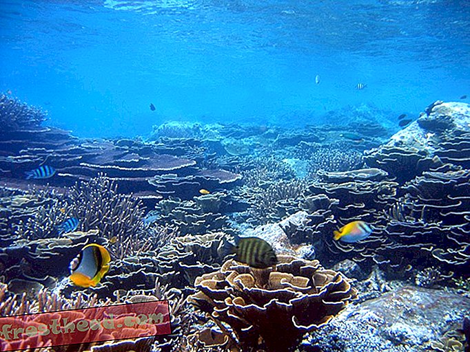 Nouvelles intelligentes, science de l'information intelligente - Une maladie mystérieuse tue des coraux