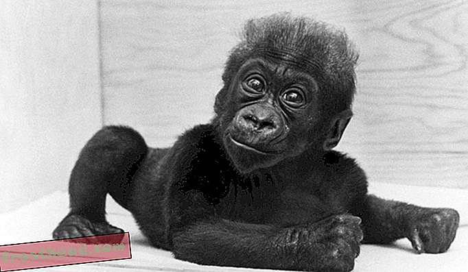 Maailma esimene vangistuses sündinud Gorilla on surnud