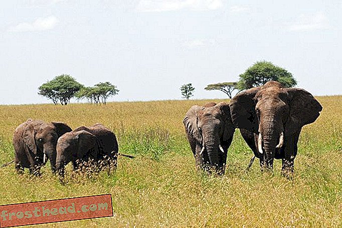 Слоны предпочитают оставаться в безопасных, менее напряженных национальных парках