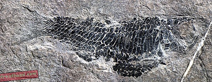 notícia esperta, ciência esperta da notícia - Fósseis mostram como os peixes voadores começaram a deslizar