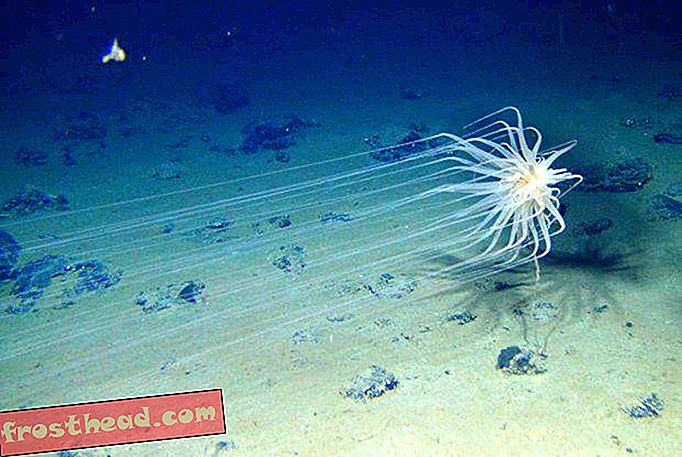 slim nieuws, slimme nieuwswetenschap - Toekomstige diepzeemijnbouwplaatsen barsten van zeldzame mariene soorten
