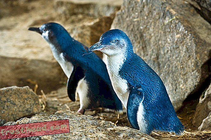 Som varme hav, er små pingviner sultne