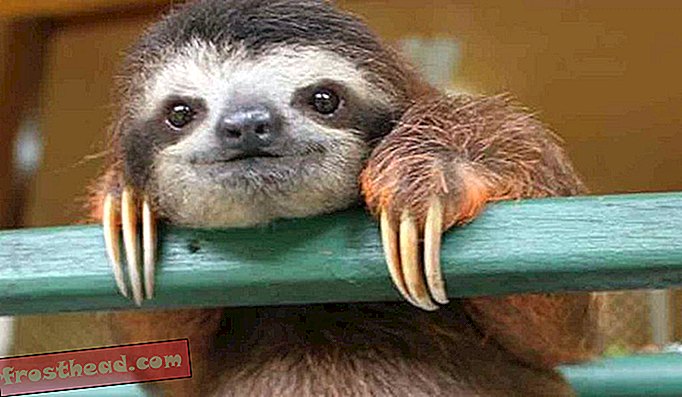 Sloths ei ela lihtsalt aeglaselt liikudes, vaid võivad oma ainevahetuse pausile panna