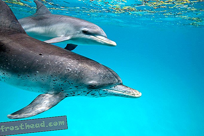 Disse delfiner sørger over deres døde