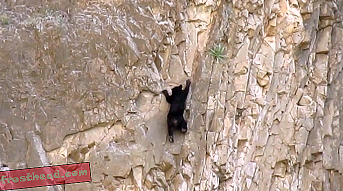 Mira este oso Cub Rock Climb!