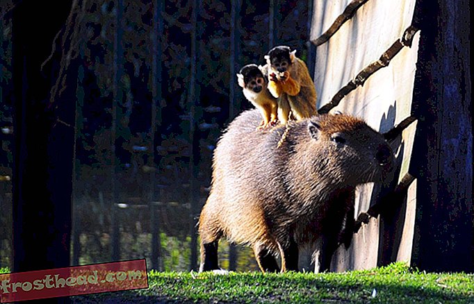 Los capibaras son básicamente las sillas de la naturaleza