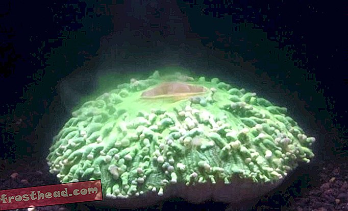 סרטון Eerie מראה כיצד אלמוגים מלבינים