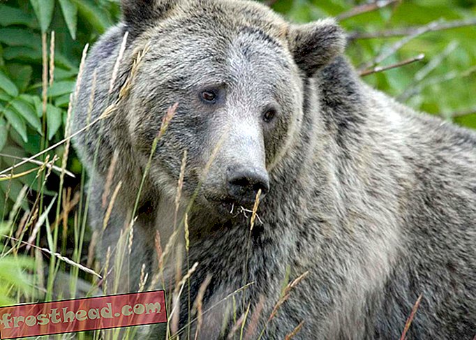 Föderaalkohtunik tühistab Yellowstone Grizzly Hunt, taastab liikide kaitse