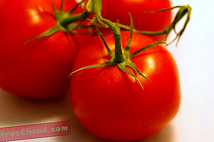 חדשות חכמות, מדע חדשות חכמות - גנטיקאים חושבים שהם יכולים לתקן עגבניות ללא טעם