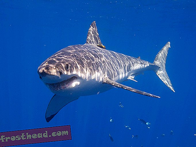 I grandi squali bianchi prosperano nonostante i metalli pesanti si inseguano nelle loro vene