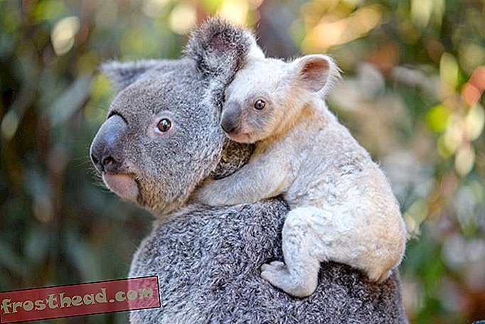 גן החיות האוסטרלי מבקש עזרה בשמות קואלה לבנה נדירה