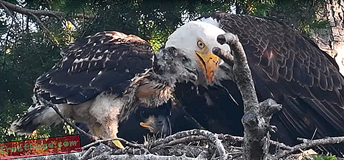 Les Eagles adoptent - pas une attaque - un poussin de faucon à queue rouge