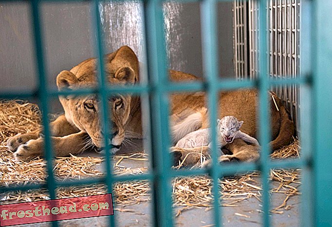 έξυπνες ειδήσεις, έξυπνες επιστήμες ειδήσεων - Το λιοντάρι που έχει αποθηκευτεί από το ζωολογικό κήπο της Συρίας γεννιέται