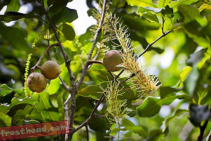 интелигентни новини, умни новини - Повечето от макадамиите в света могат да произхождат от едно австралийско дърво