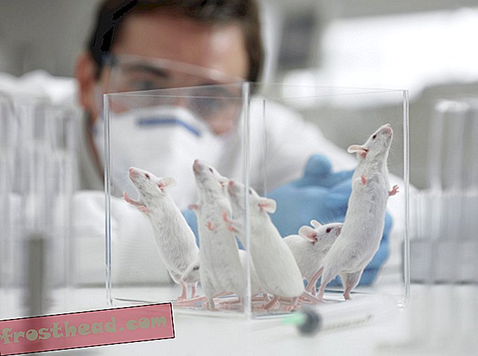 Investigación científica del ratón de los sesgos de género de un científico