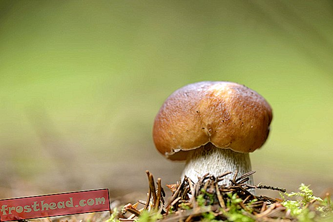 Vous avez peut-être mangé des champignons inconnus de la science