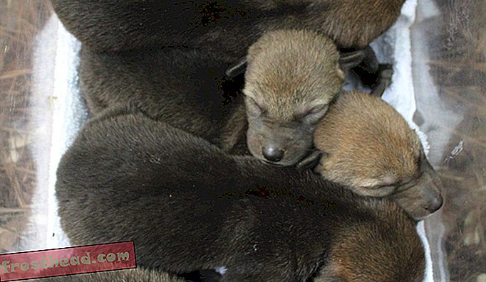 קופצי זאב אדום בסכנת הכחדה שנולדו בדורהאם