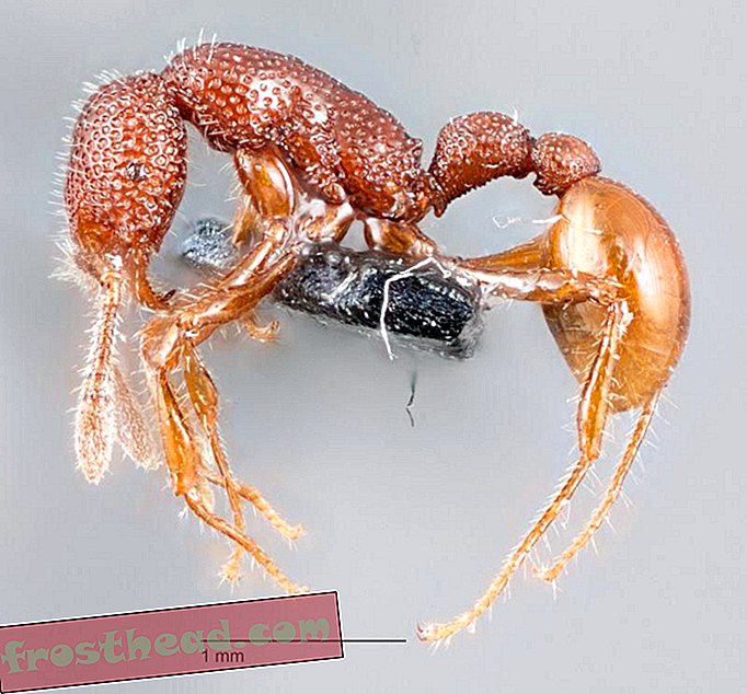 T. Rex hormigas encontradas vivas por primera vez