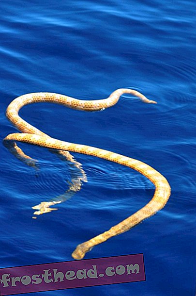 Sie sind zurück: Angeblich ausgestorbene Seeschlangen wurden in Australien gefunden