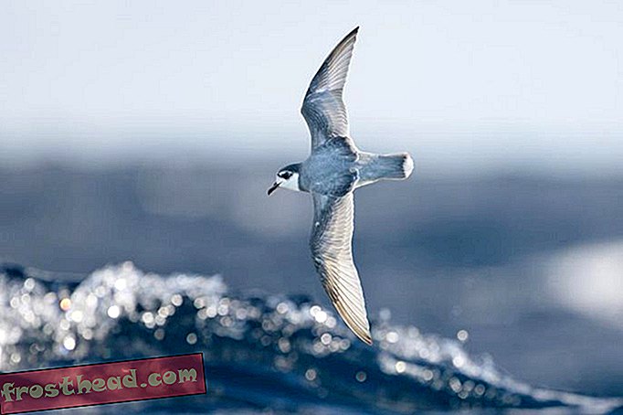 slim nieuws, slimme nieuwswetenschap - Waarom zeevogels zoveel plastic eten
