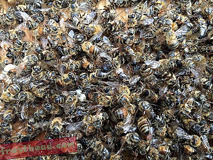 दक्षिण कैरोलिना में मच्छर भगाने वाले संयोग से "Nuke" लाखों मधुमक्खियों