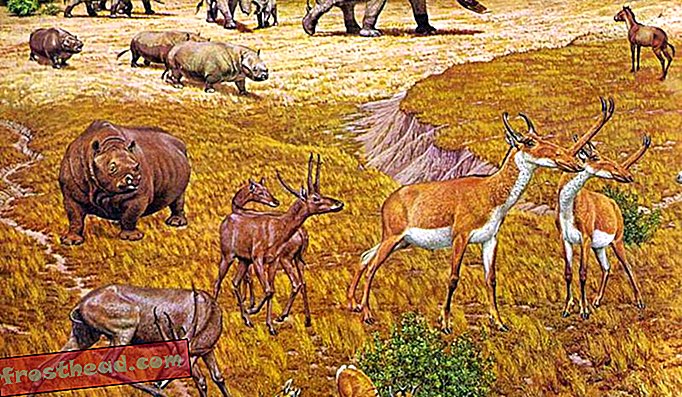 Ny analyse af fossile jagtudstillinger fra depressionens æra Texas-kysten var engang en 'Serengeti'