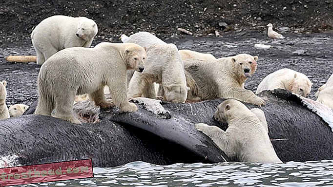 nutikad uudised, nutikad uudisteadused - Jääkarud võivad vaalakorjustel varsti pidu pidada.  Globaalne soojenemine on süüdi.