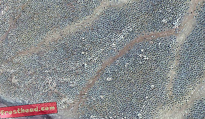Wetenschappers ontdekken "Super-kolonie" van 1,5 miljoen Adélie Penguins in afbeeldingen vanuit de ruimte
