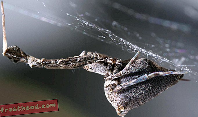 As aranhas giram eletricamente carregadas de seda para torná-lo pegajoso