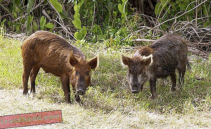 Le Texas approuve les pesticides ciblant les porcs sauvages