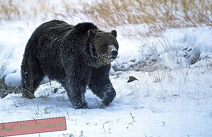 έξυπνες ειδήσεις, έξυπνες ειδήσεις, έξυπνες ειδήσεις - Η πιο γνωστή αρκούδα του Yellowstone είναι νεκρή