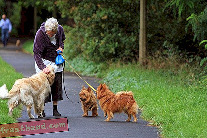 Прогулки с собаками - хорошее упражнение для пожилых людей, но будьте осторожны, переломы растут