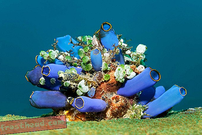 Dokonce i oceánští tvorové bojují s lehkým znečištěním