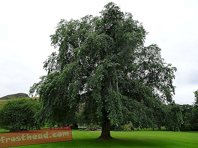 Variété «éteinte» d'arbres redécouverte au Queen's Palace en Écosse
