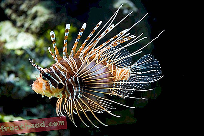 интелигентни новини, умни новини - Инвазивните Lionfish са толкова ефективни хищници, че стават затлъстели