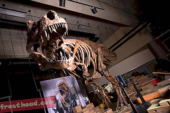 Tutvuge Scottyga, kes on suurim ja pikaealisem T. Rex, keda eales leitud