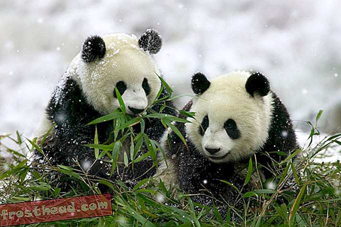 älykkäät uutiset, älykkäät uutiset - Pandat todella viettävät yhdessä