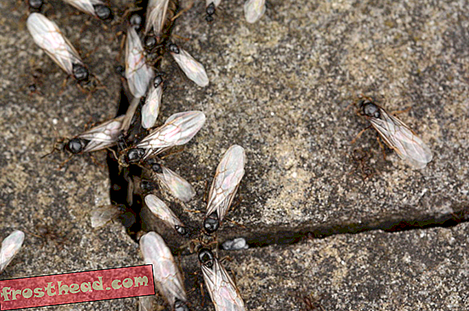 Des nuées de fourmis volantes dépassant la Grande-Bretagne apparaissent sous la pluie au radar