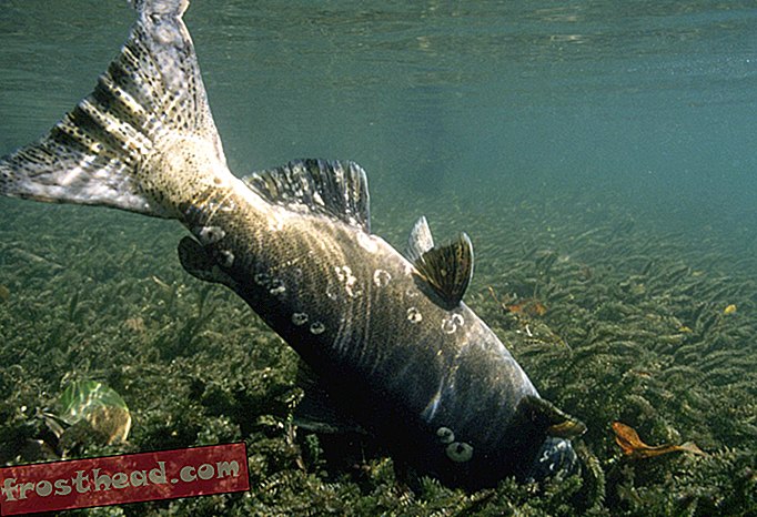 Suša bi mogla ubiti mnoge ribe zapadne obale