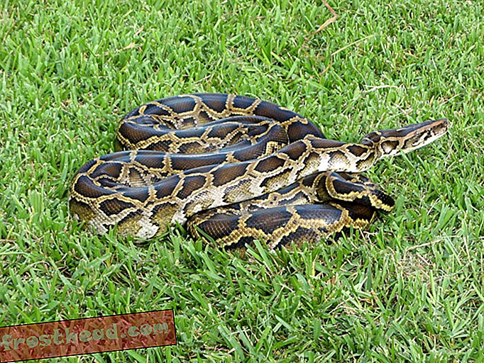 Nouvelles intelligentes, science de l'information intelligente - Les pythons hybrides récemment découverts menacent la faune de la Floride