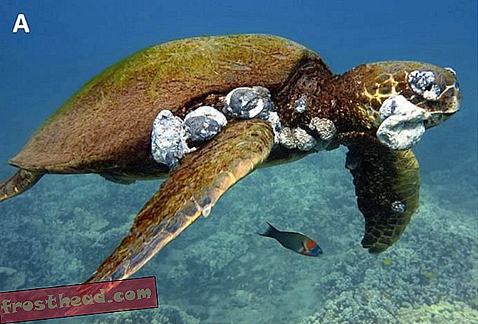 Загрязнение с Гавайев дает морские черепахи, смертельные опухоли