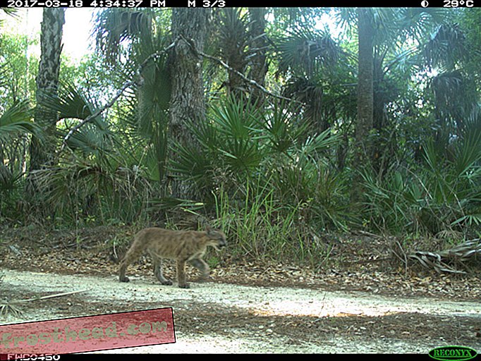 Gatitos pantera vistos en Florida dan esperanza para la supervivencia de sus especies