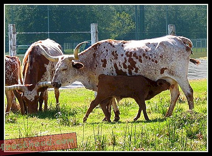 pametne vijesti, pametne vijesti - Zašto krave imaju mrlje?